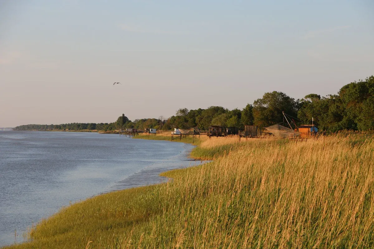 Reed beds and fishing huts on the Gironde estuary at Pauillac, seen on a Bordeaux wine day tour