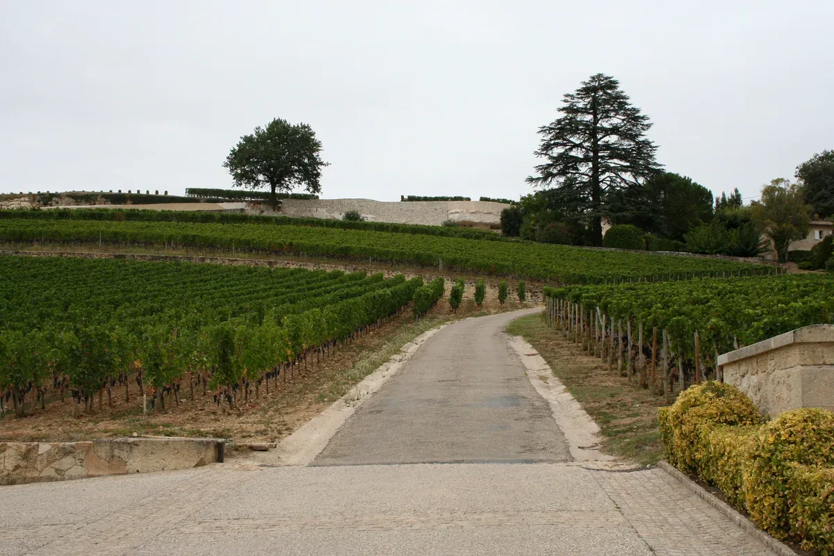 A lane through the vineyards of Château Pavie in Saint-Émilion, seen on a Bordeaux wine day tour